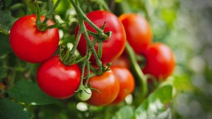 tác dụng của cà chua đối với sức khỏe và làn da