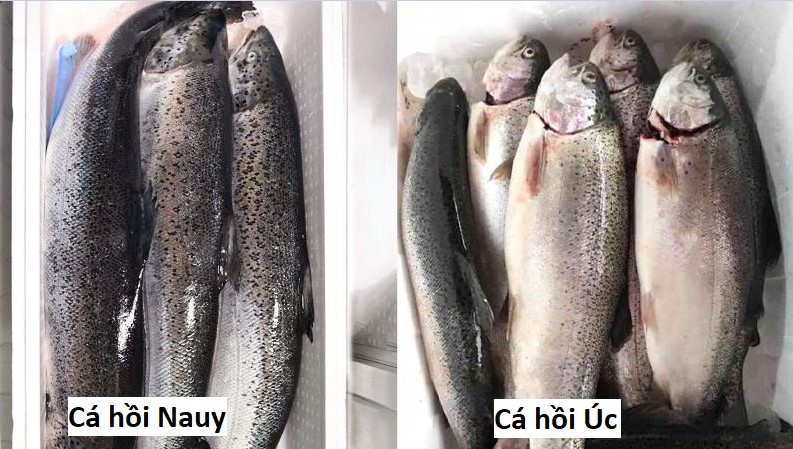 cách phân biệt cá hôi nauy với cá hồi úc